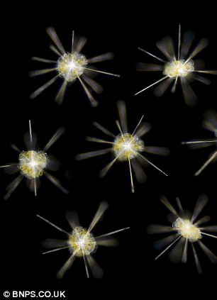 Picture 5 of Amaze the transparent beauty of deep sea creatures