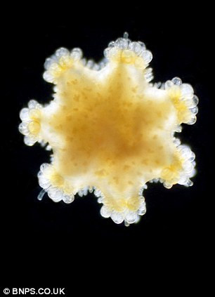 Picture 6 of Amaze the transparent beauty of deep sea creatures