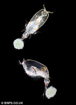 Picture 7 of Amaze the transparent beauty of deep sea creatures
