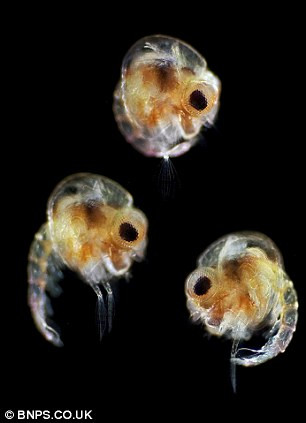 Picture 8 of Amaze the transparent beauty of deep sea creatures