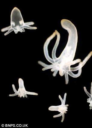 Picture 9 of Amaze the transparent beauty of deep sea creatures
