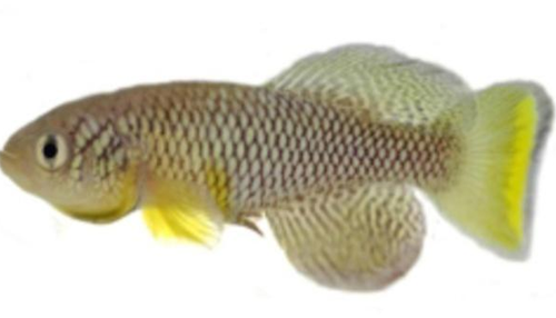Picture 1 of Amazed fish that know how to catch prey on land