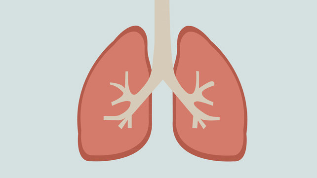 Picture 2 of Amazing discovery: Lungs not only breathe but can produce blood