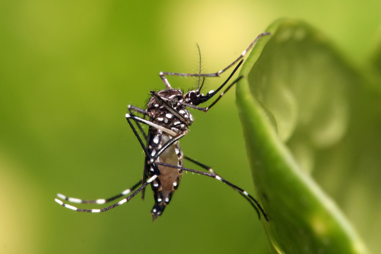 Picture 2 of Amazing discovery: Zika virus can live in human eyes