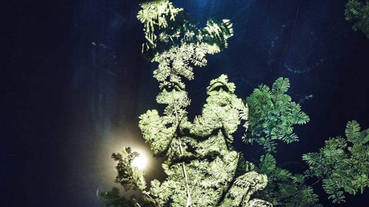 Picture 8 of Amazing drawing set on the tree in the Amazon forest