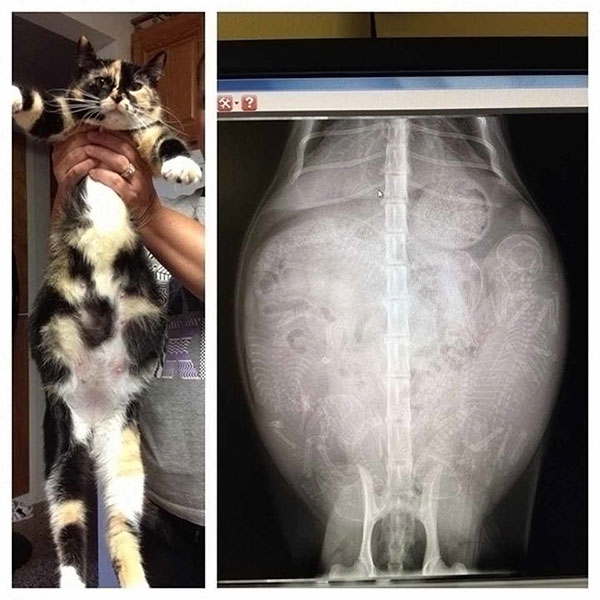 Amazing facts that you can only see under X-ray lenses images 3