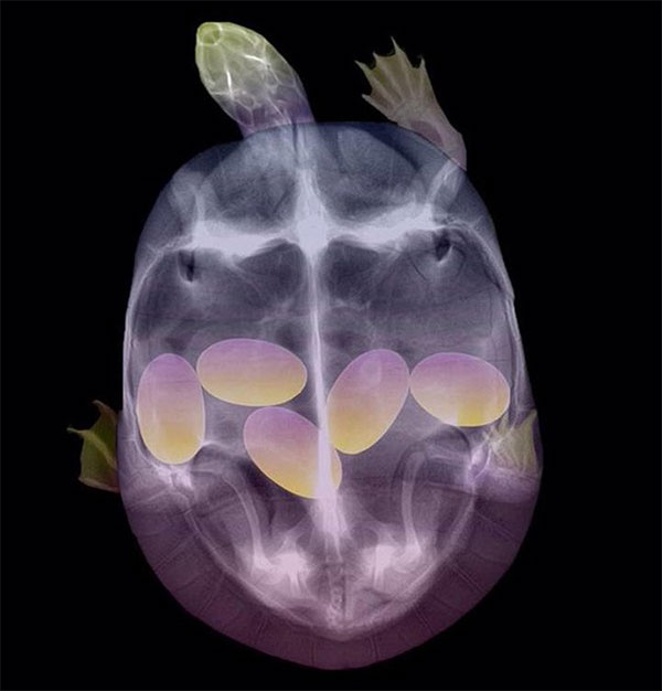 Amazing facts that you can only see under X-ray lenses images 4