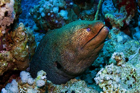 Picture 2 of Amazing nature in the Red Sea