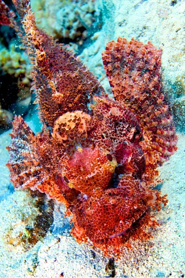 Picture 3 of Amazing nature in the Red Sea