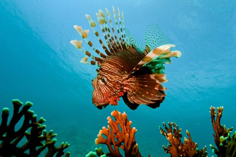 Picture 4 of Amazing nature in the Red Sea