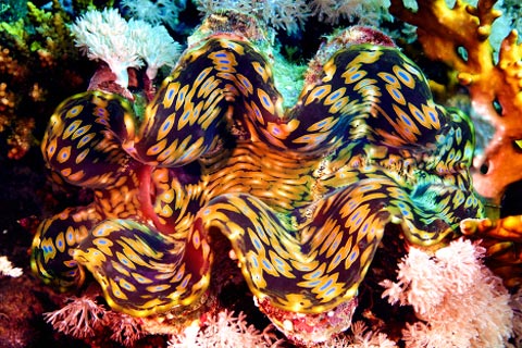 Picture 5 of Amazing nature in the Red Sea