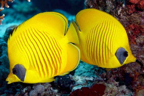 Picture 6 of Amazing nature in the Red Sea