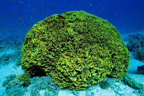 Picture 9 of Amazing nature in the Red Sea