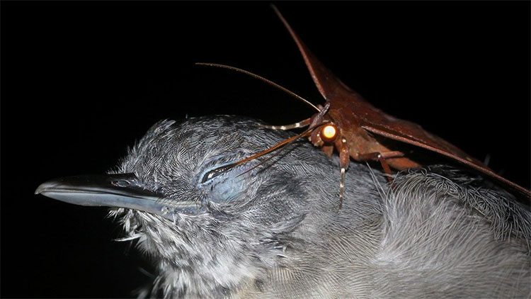 Picture 1 of Amazing phenomenon: Moths steal tears when birds sleep