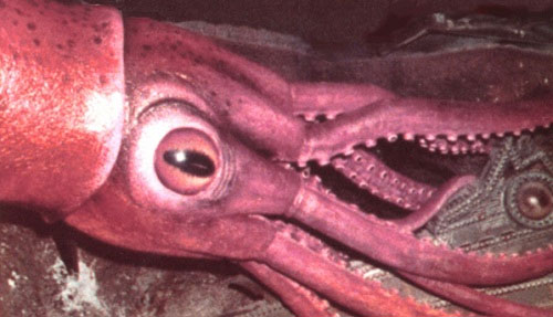 Picture 1 of Amazing secrets in the ocean