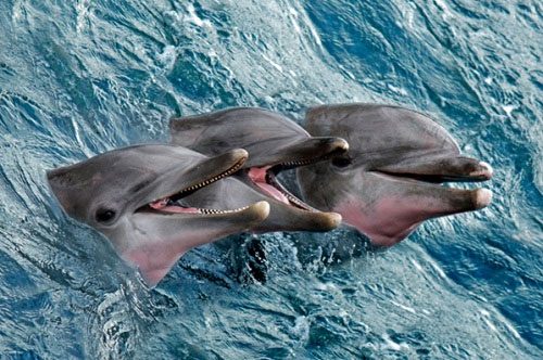 Picture 5 of Amazing secrets in the ocean