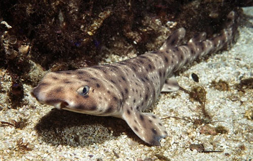 Picture 6 of Amazing secrets in the ocean