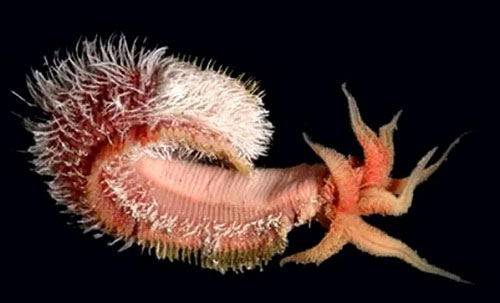 Picture 7 of Amazing secrets in the ocean