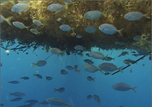 Picture 9 of Amazing secrets in the ocean