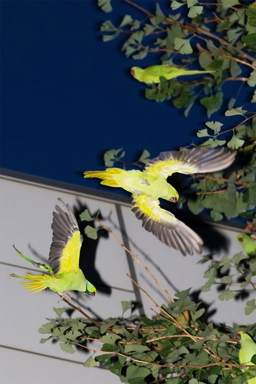 Picture 5 of Amazing spectacle: Green-tailed Parrot