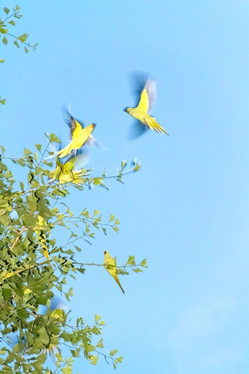 Picture 6 of Amazing spectacle: Green-tailed Parrot