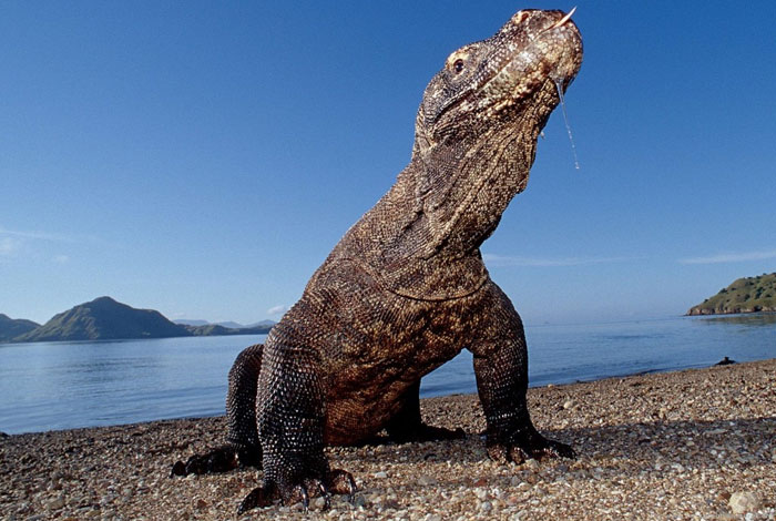 Picture 2 of Amazing world of Komodo dragons
