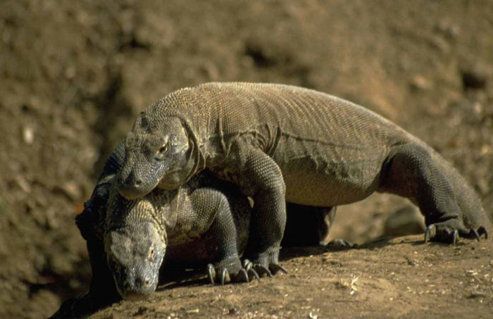 Picture 3 of Amazing world of Komodo dragons
