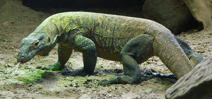 Picture 4 of Amazing world of Komodo dragons