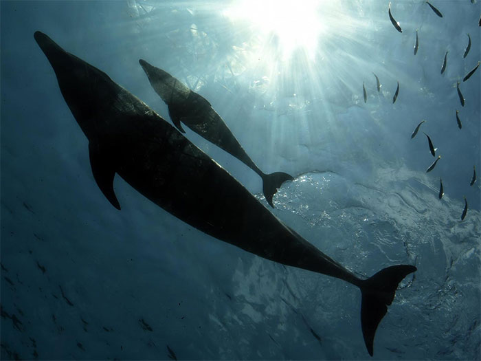 Picture 1 of Amazingly, dolphins receive whales