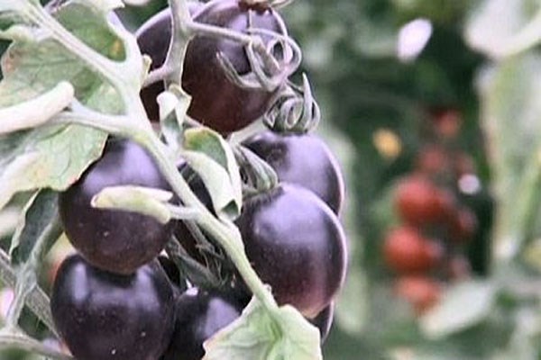 Picture 1 of Amazingly effective anti-cancer effect of black tomatoes