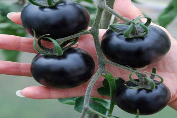 Picture 2 of Amazingly effective anti-cancer effect of black tomatoes