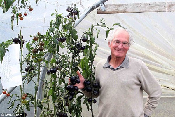 Picture 3 of Amazingly effective anti-cancer effect of black tomatoes