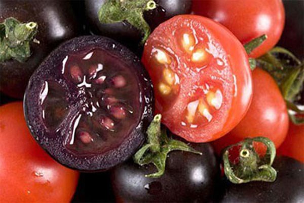Picture 4 of Amazingly effective anti-cancer effect of black tomatoes
