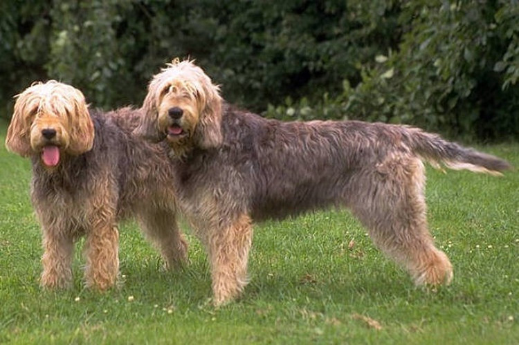 Picture 1 of Amazingly intelligent, noble otter hunting dogs