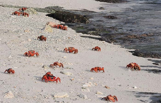 Picture 5 of Amazingly, the crab island spreads all over the city