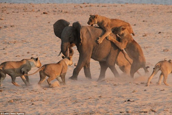 Picture 1 of Amazingly, the monopoly elephant wins 14 hungry lions