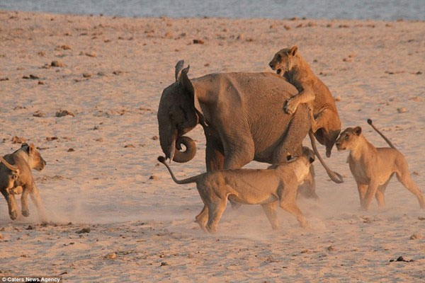 Picture 2 of Amazingly, the monopoly elephant wins 14 hungry lions