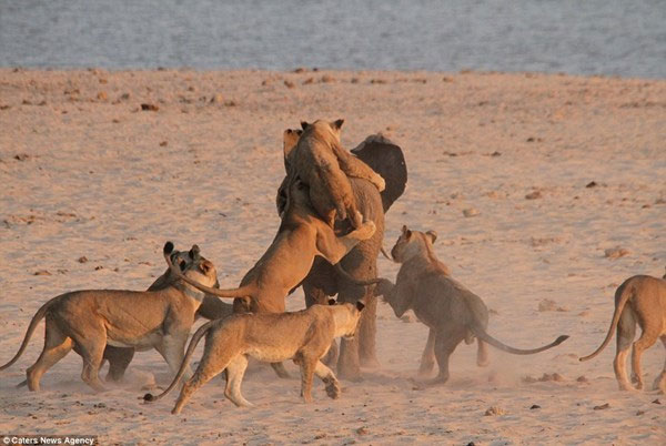 Picture 3 of Amazingly, the monopoly elephant wins 14 hungry lions