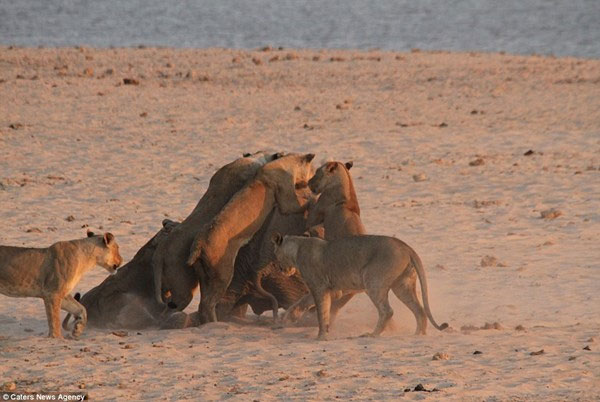 Picture 4 of Amazingly, the monopoly elephant wins 14 hungry lions