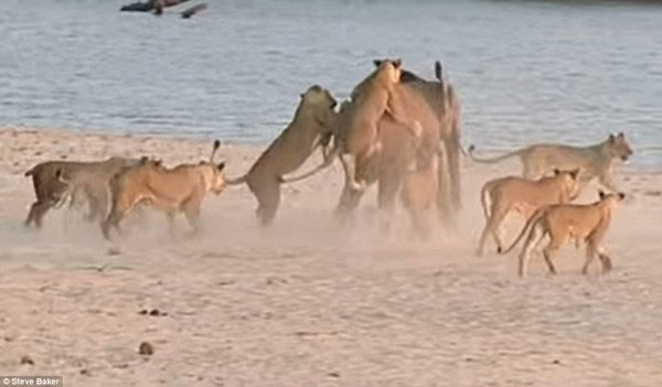 Picture 5 of Amazingly, the monopoly elephant wins 14 hungry lions