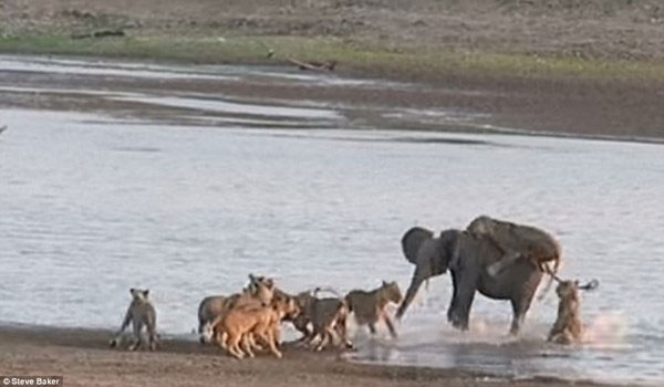 Picture 6 of Amazingly, the monopoly elephant wins 14 hungry lions