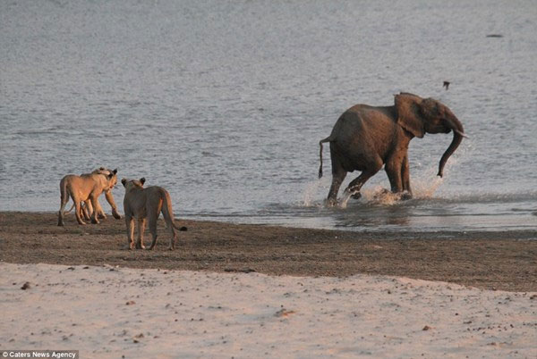 Picture 8 of Amazingly, the monopoly elephant wins 14 hungry lions