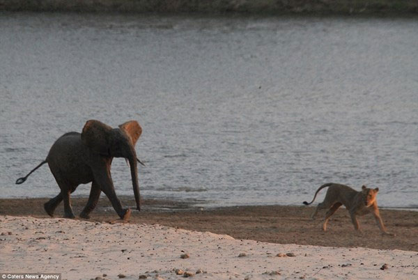 Picture 9 of Amazingly, the monopoly elephant wins 14 hungry lions