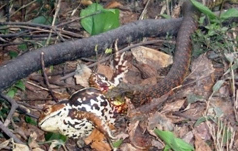 Picture 1 of Amazingly, the snake who steals 'poison'