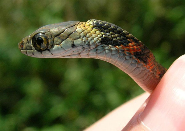 Picture 2 of Amazingly, the snake who steals 'poison'