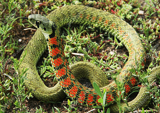 Picture 3 of Amazingly, the snake who steals 'poison'