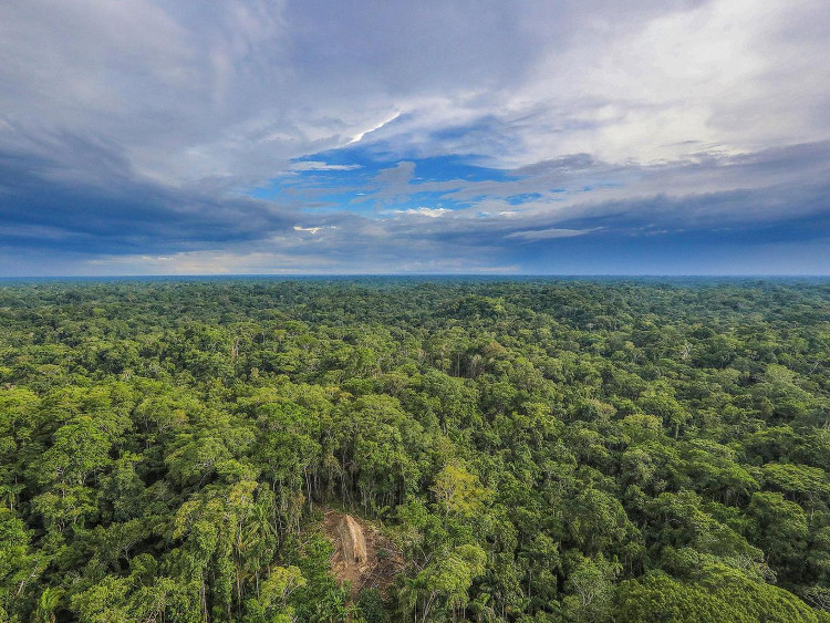 Picture 1 of Amazon jungle facing death sentence