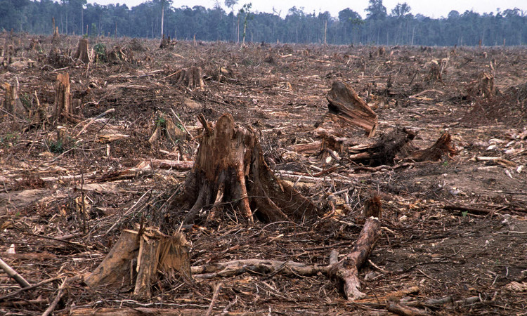 Picture 2 of Amazon jungle facing death sentence