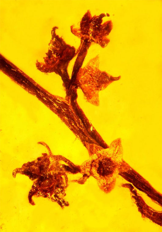Picture 1 of Amber contains plants of 100 million years old