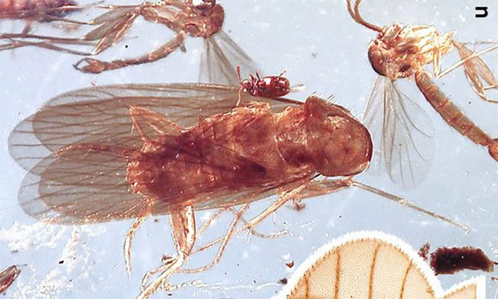 Picture 1 of Amber contains the oldest cockroach fossils